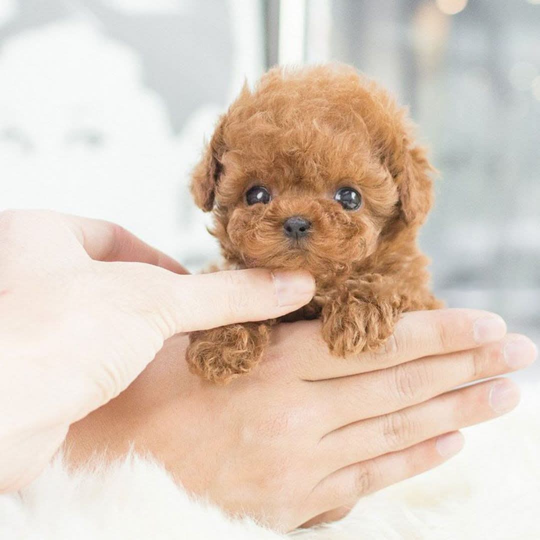 Fluffy Robot Puppy Toy