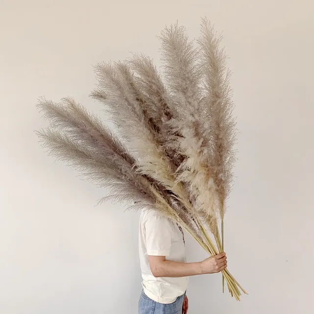 BohoBliss - Dried Pampas Grass