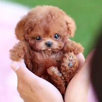 Fluffy Robot Puppy Toy