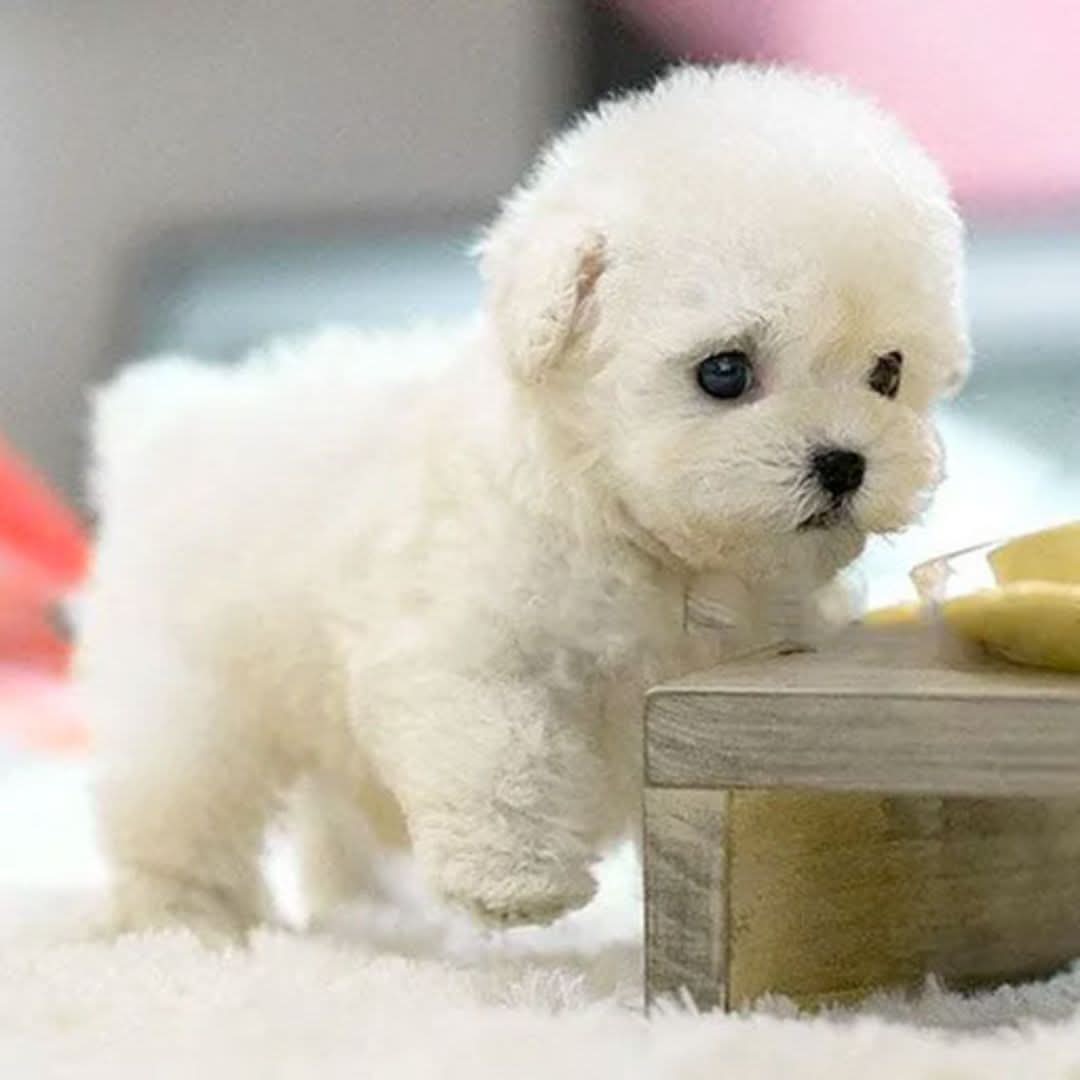 Fluffy Robot Puppy Toy