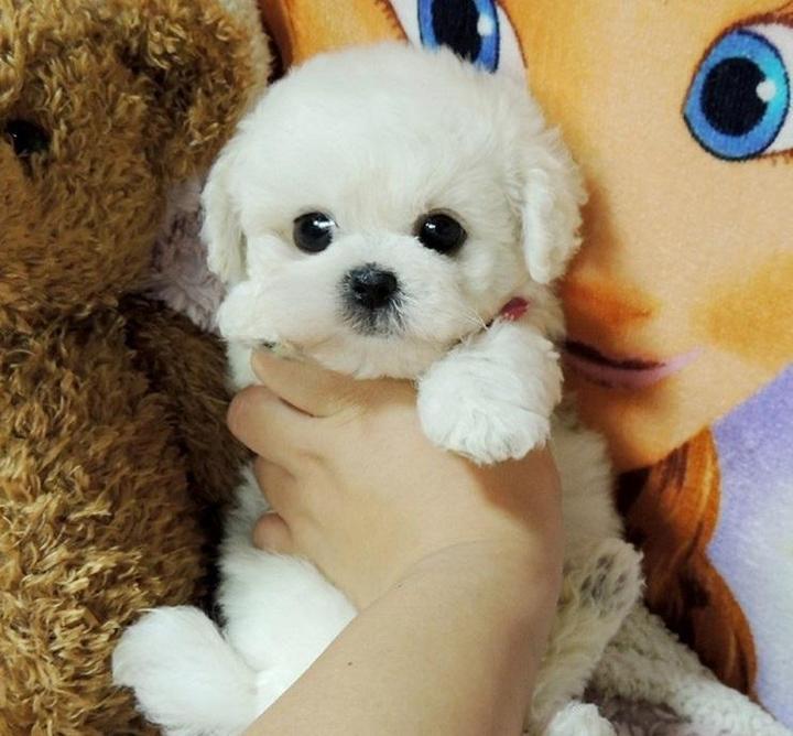 LieberTeddy™ 2.0 - A Realistic Pet Toy