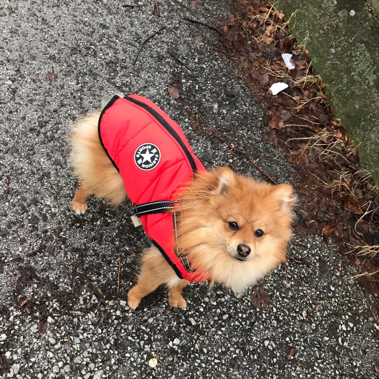 PawShield™ – The 3-in-1 Dog Jacket