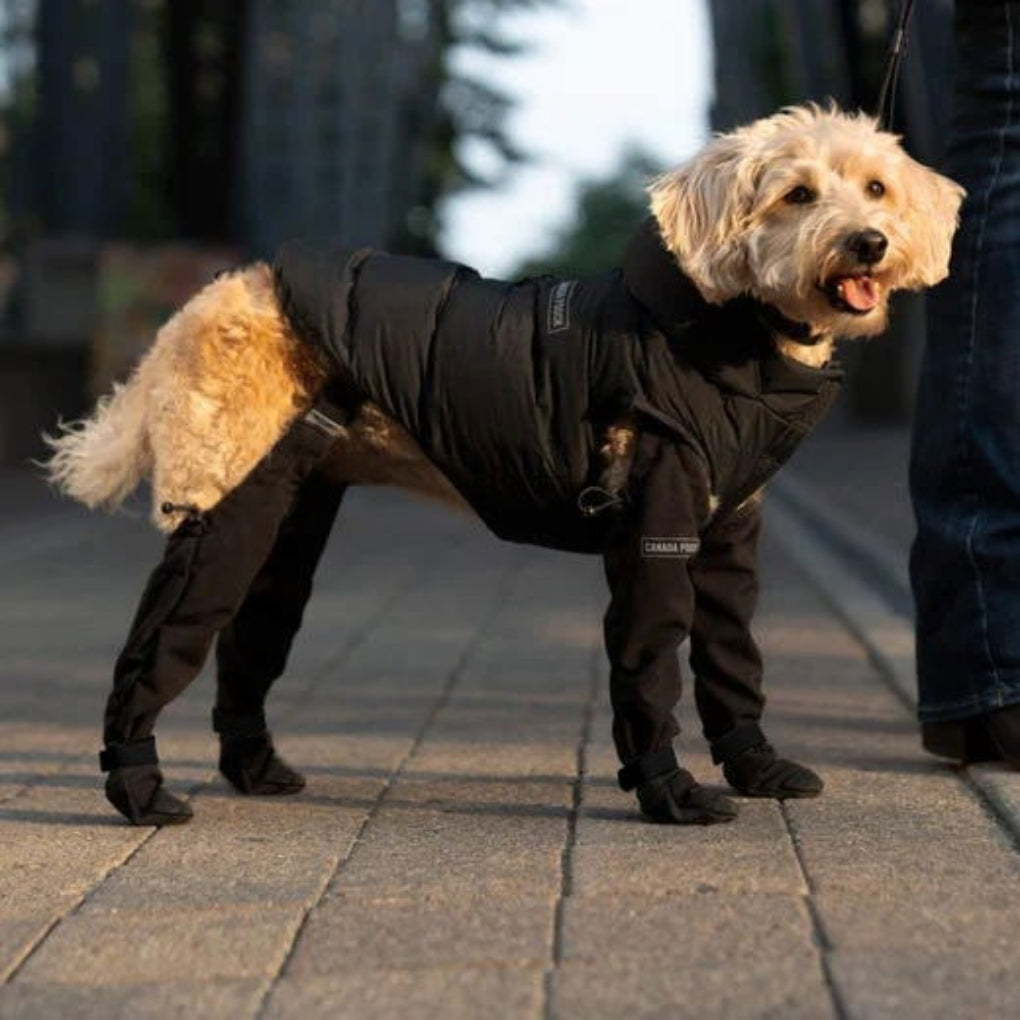 Wearclo | Dog Leggings with Paw Protection