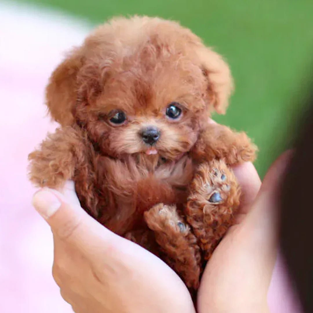 Wearclo | Interactive Plush Dog with Realistic Movements – For Children & Seniors