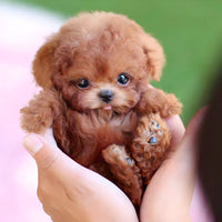 Wearclo | Robot Puppy Toy | Walks, Barks, and Responds